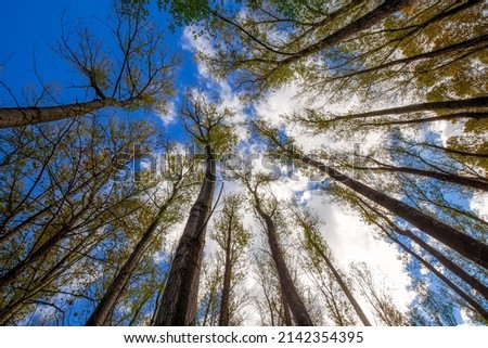 Nice poplar trees from bottom view in a sunny day in Spain, long exposure picture