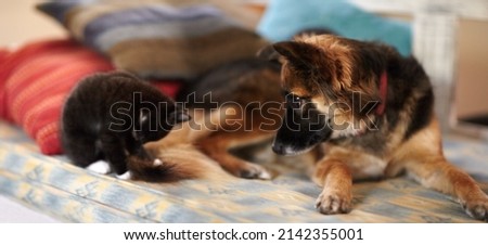 Best friends forever. An adorable picture of a kitten and young dog lying on a bed.
