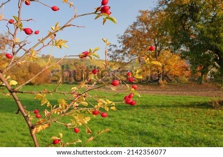 Rose hips on a wild rose bush in autumn