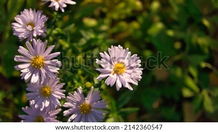 Daisy field with much bokeh on a meadow. Many flowers in ground view . Delicate colors in nature