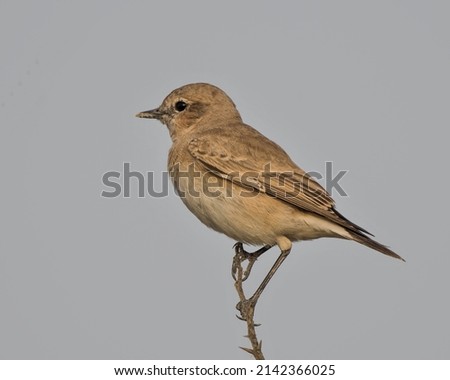 A bird called the Pied Bushchat, a chirpy little bird perched on a branch.