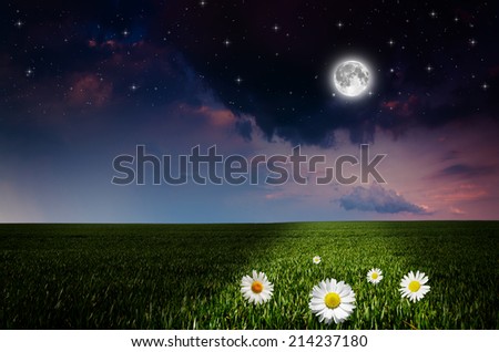 Daisy flower field in the nigh. Elements of this image furnished by NASA.
