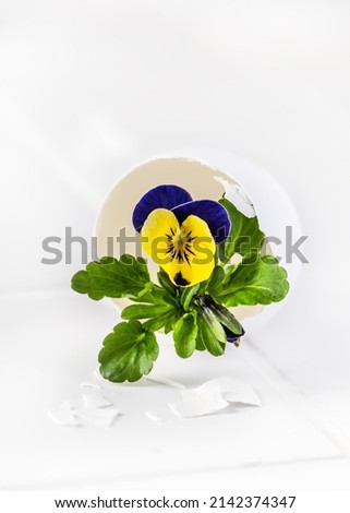 Stil life with dark blue and yellow pansy flowers in egg vase. Homemade decoration for Easter or floristic concept. Copy space.