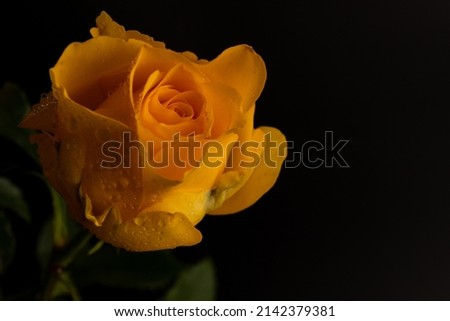 Yellow roses in black. Closeup. For design, texture, borders, frame, background. Nature. 