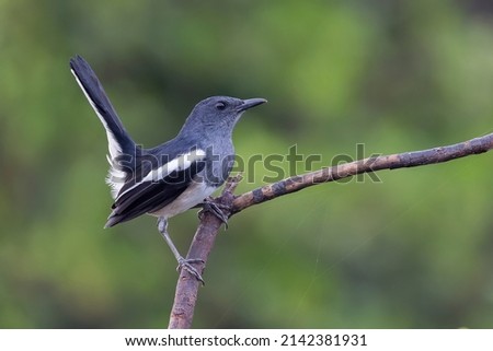 Wildlife bird species of Oriental Magpie Robin (Copsychus saularis) perched on a tree branch with blurred background in tropical rainforest.