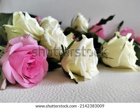 Beautiful pink and white roses on the light background