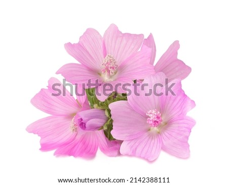 Greater musk mallow flowers isolated  on white background Royalty-Free Stock Photo #2142388111