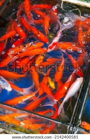 Close-up of big koi raised in fish tank