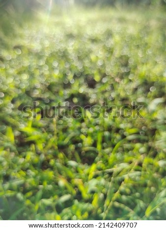 Perfect green background by the fresh grass. Blurred photo