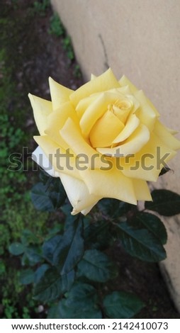 Beautiful big yellow rose blooming
