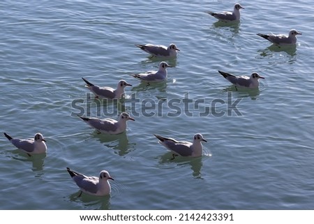 Seagulls (larus waterbirds) are floating on blue lake water. Color nature photo.
