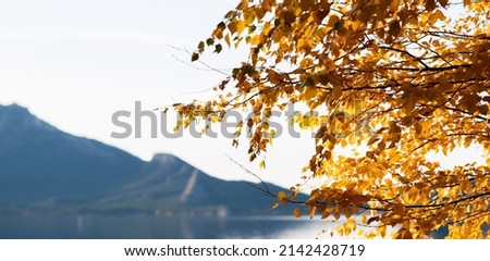 Bright autumn foliage against the backdrop of a foggy lake landscape in the background.