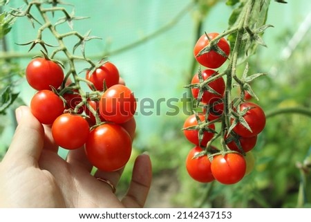 Tomato, cherry tomatoes on a branch in a greenhouse. Harvest of small red tomatoes. Ripe tomato Royalty-Free Stock Photo #2142437153