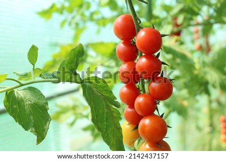 Tomato, branch with tomatoes. Harvest of small red cherry tomatoes. ripe tomato Royalty-Free Stock Photo #2142437157