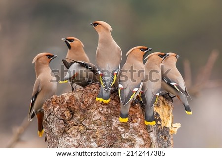 Flock of bohemian waxwing sitting on stump in winter Royalty-Free Stock Photo #2142447385