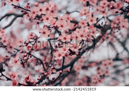 Spring blossoms. Tree branch with beautiful fresh pink flowers in full bloom, close up. Blooming sakura. Floral background. Royalty-Free Stock Photo #2142451819