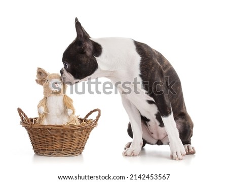 Young Boston terrier bi color isolated with an Easter bunny on white background