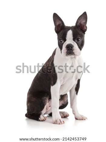 Young Boston terrier bi color isolated on white background