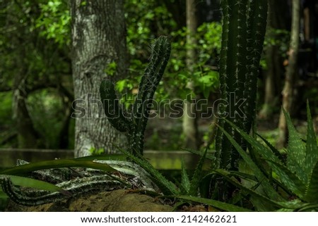 green cactus in the jungle. nature green background
