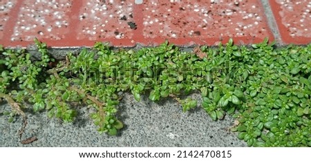 weeds that live between the paving in front of the house

