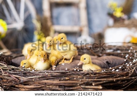Easter yellow ducklings in festive decor with flowers