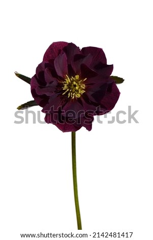 macro closeup of deep purple black flower and bud with leaves of Helleborus niger orientalis Christmas rose or black hellebore, plant is one of the first to bloom in winter isolated on white