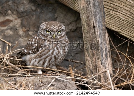 Little owl ( Athene noctua ) close up