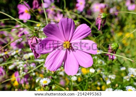 One delicate vivid pink flower of Cosmos plant in a cottage style garden in a sunny summer day, beautiful outdoor floral background photographed with soft focus Royalty-Free Stock Photo #2142495363