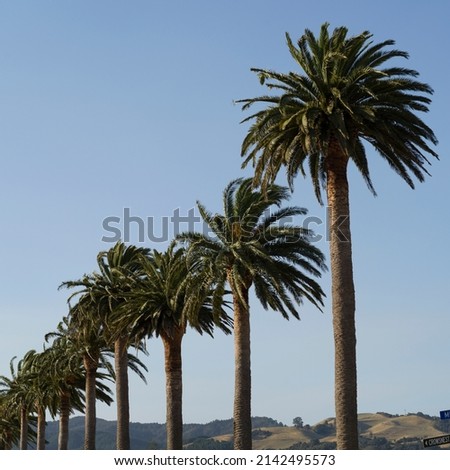 Palm trees in a row, Buffalo Beach, Whitianga, Coromandel Peninsula, Waikato Region, North Island, New Zealand Royalty-Free Stock Photo #2142495573
