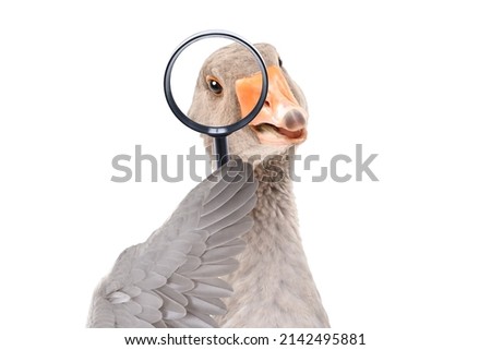 Portrait of a funny goose looking through a magnifying glass isolated on a white background Royalty-Free Stock Photo #2142495881