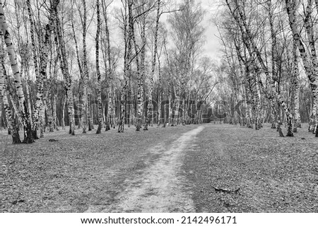 View of the birch grove in spring. Black and white photography