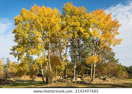 forest grove of Populus tremula,  called as common aspen, Eurasian aspen, European aspen, or quaking aspen, autumnal landscape view Royalty-Free Stock Photo #2142497685