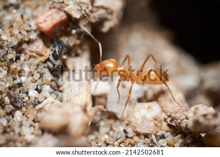 Red ant close up macro photography, can be used to represent pest control of an ant colony of the formica rufa kind of ants