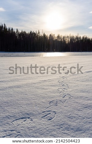 Swan footprints in a partitially frozen spring lake