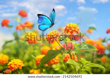 Beautiful spring summer image of Morpho butterfly on orange lantana flower against blue sky  on bright sunny day in nature, macro.
