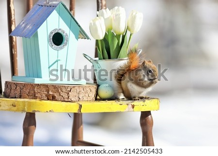 American red squirrel in spring decor