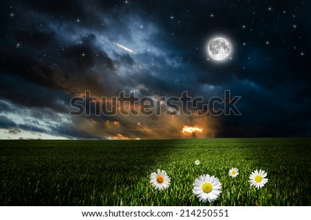 Daisy flower field in the nigh. Elements of this image furnished by NASA.