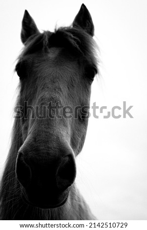 Black and white horse picture