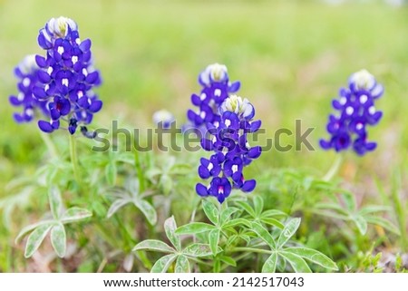Spicewood, Texas, USA. Bluebonnet wildflowers in the Texas Hill Country. Royalty-Free Stock Photo #2142517043