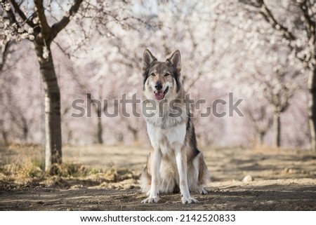 amazing spring portrait of young and happy Czechoslovakian Wolfdog posing in the blossoming park. Dog portrait. purebreed
