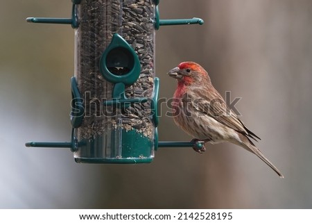 House Finch eating sunflower seed at a feeder. Captured in Richmond Hill, Ontario, Canada. Royalty-Free Stock Photo #2142528195