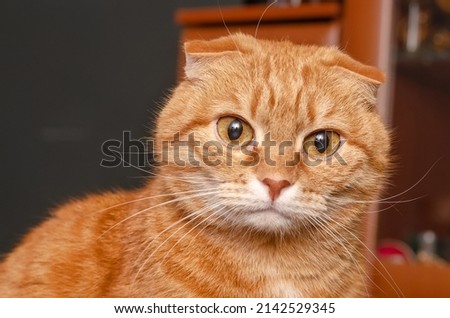 The muzzle of a red Scottish Fold cat is close-up.