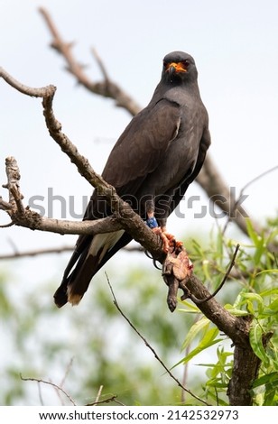 Snail kite eating a turtle while sitting in tree