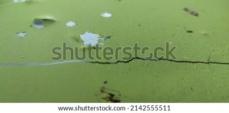 natural background Texture green moss on the water,