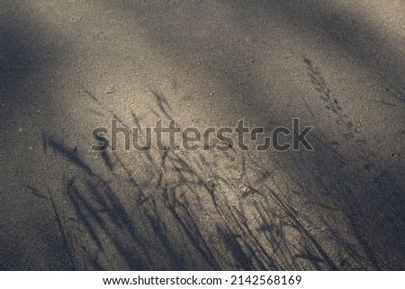 Grass silhouette shadow on grey city asphalt road 