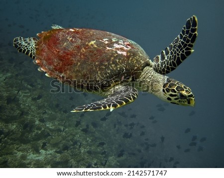 Turtle Eretmochelys Imbricata sleeping under corals in Maldivian Island coral reef Royalty-Free Stock Photo #2142571747