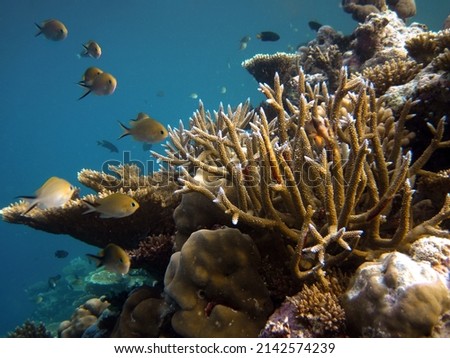 Coral reef of Maldives scenic seascape underwater - Acropora Nasuta in foreground