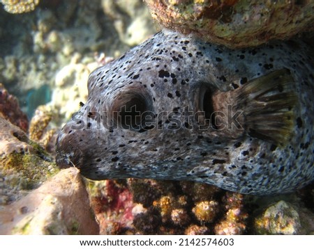 Blackspotted Puffer - Arothron Nigropunctatuson a coral reef of Maldives.