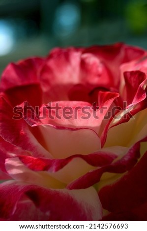 Red White Rose Flower Petals      