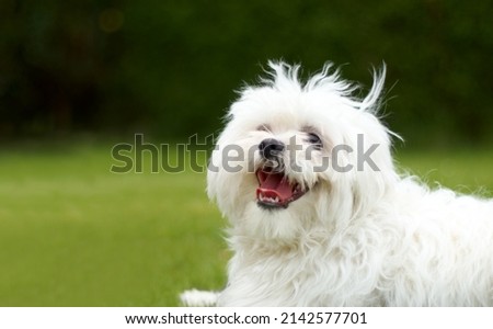 Happiness. Cute picture of a fluffy white poodle looking like it is smiling with green grass in the background.